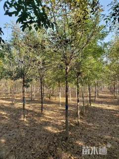 16公分速生白蜡