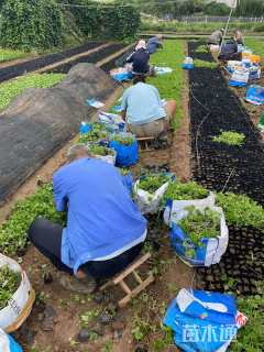 高度20厘米活血丹