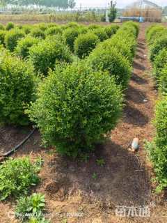 冠幅150厘米小叶女贞球