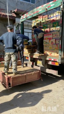 高度30厘米草莓