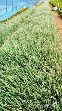 高度20厘米花叶燕麦草