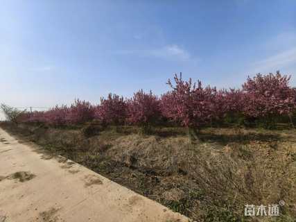 11公分绚丽海棠