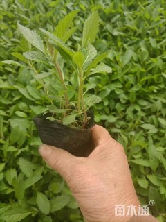 高度10厘米柳叶马鞭草