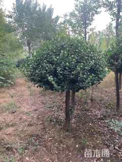 5公分高杆卫矛球