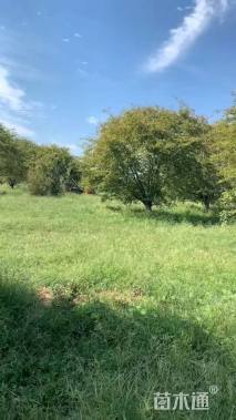 20公分亚当海棠