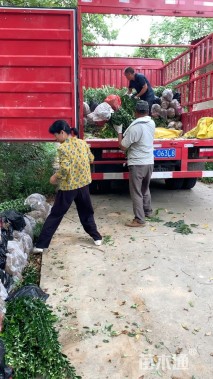 高度60厘米大叶黄杨