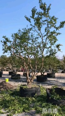 高度300厘米茶梅