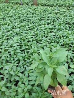 高度25厘米鼠尾草