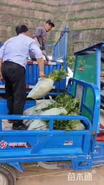 高度40厘米狭叶十大功劳小苗