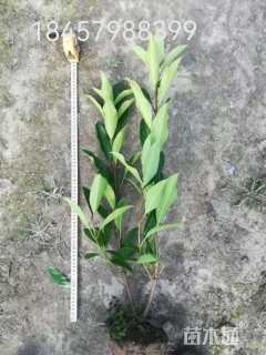 高度70厘米法国冬青