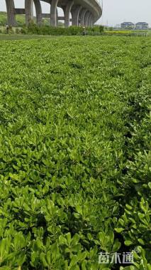 高度50厘米海桐