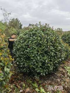 冠幅250厘米红叶石楠球