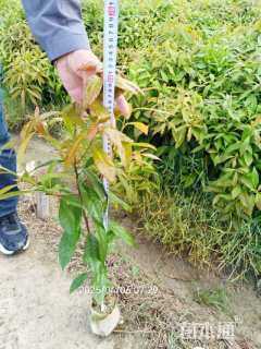 高度60厘米木荷小苗