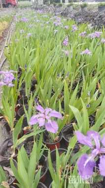 高度20厘米德国鸢尾