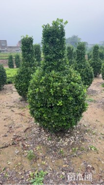 冠幅120厘米大叶黄杨球