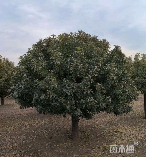 10公分高杆卫矛球