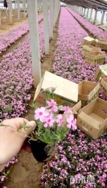 高度10厘米芝樱