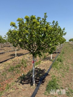 高度250厘米中华木绣球