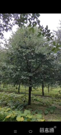 15公分弗吉尼亚栎