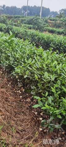 高度90厘米茶树