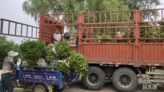 高度120厘米海桐