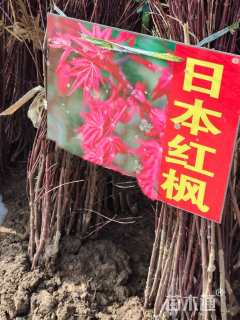 0.5公分日本红枫