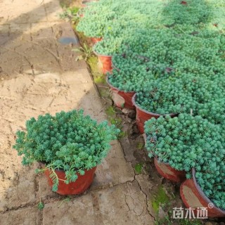 高度10厘米中华景天