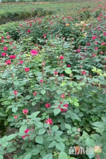 高度80厘米棒棒糖月季