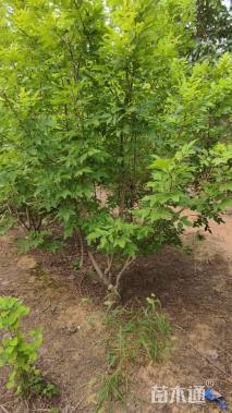 高度300厘米丛生金叶白蜡