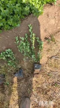 高度40厘米胶东卫矛