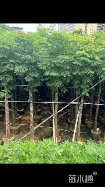 12公分黄山栾树