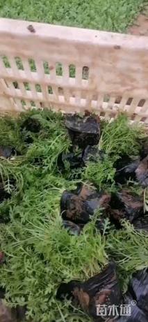 高度12厘米蓍草