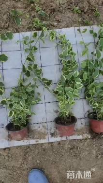 高度30厘米花叶蔓长春