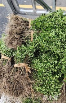 高度40厘米小叶女贞