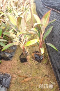 高度20厘米朱蕉