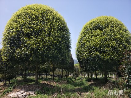 18公分桂花