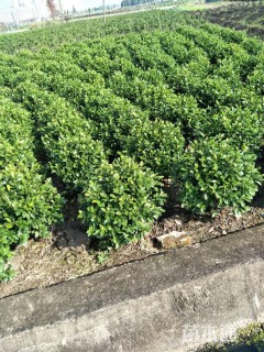 冠幅80厘米含笑球