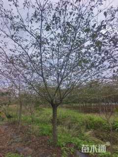 12.5公分染井吉野樱