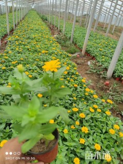 高度15厘米百日草