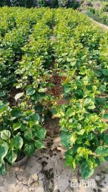 高度50厘米红花三角梅