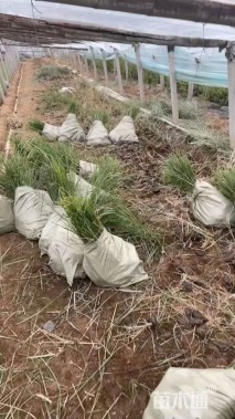 高度80厘米花叶蒲苇