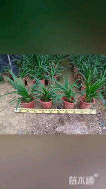 高度20厘米百子莲