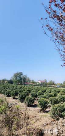 冠幅200厘米大叶黄杨球