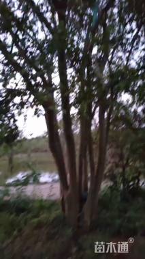130公分丛生朴树