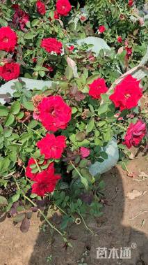 高度400厘米月季