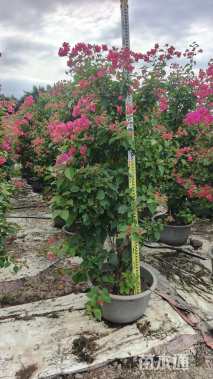 高度180厘米红花勒杜鹃