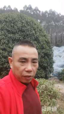 29公分桂花