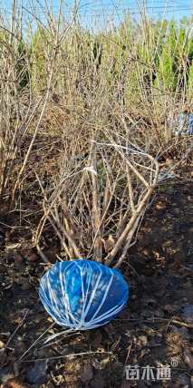 高度120厘米天目琼花