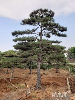 造型油松