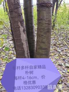 10公分(1杆)丛生朴树